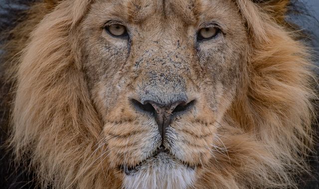 Coronavirus: British zoos 'at risk of extinction' after being told to remain closed