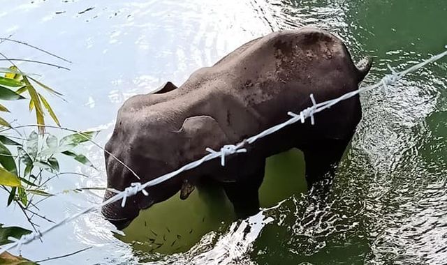 Pregnant elephant killed after eating pineapple filled with firecrackers