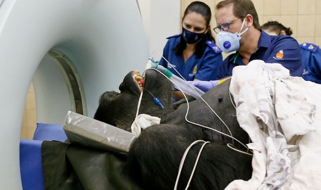 33-stone gorilla is given CT scan (with help of five lifters)