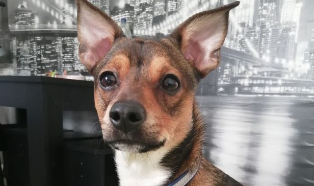 Puppy given emergency operation after swallowing 10-inch stick