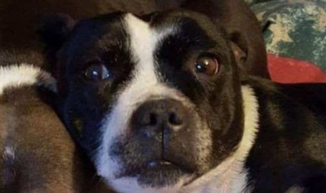 Dog partially decapitated and dumped on owner's doorstep