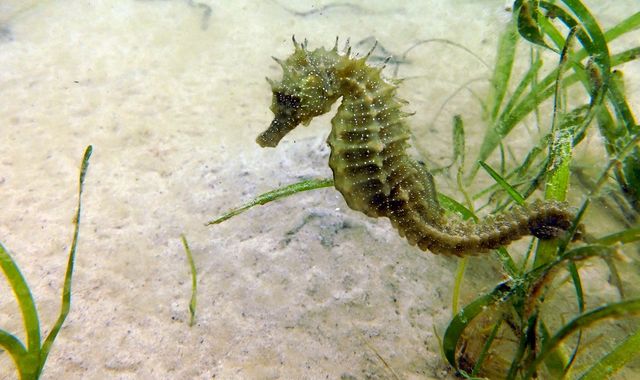 Coronavirus: Endangered seahorse makes a comeback due to lockdown