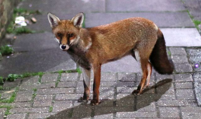 Urban fox evolution 'suggests how dogs became domesticated'