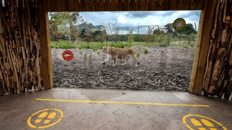 Social distancing measures at Chester Zoo after the attraction launched a campaign to raise money to help keep the zoo running and the animals cared for following the government's confirmation that the zoo may have to stay closed indefinitely. PA Photo. Picture date: Thursday June 4, 2020. Photo credit should read: Peter Byrne/PA Wire