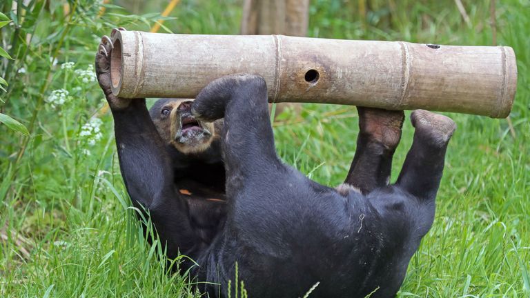 A sun bear eats from a wooden pole at Chester Zoo after the attraction launched a campaign to raise money to help keep the zoo running and the animals cared for following the government's confirmation that the zoo may have to stay closed indefinitely. PA Photo. Picture date: Thursday June 4, 2020. Photo credit should read: Peter Byrne/PA Wire