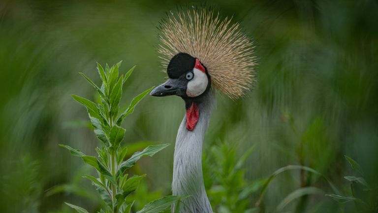 Coronavirus British zoos at risk of extinction after being told