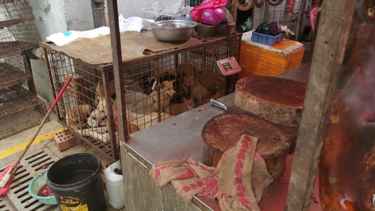 Dogs being held in a cage, close to a butchery table.
Pic: Humane Society International 