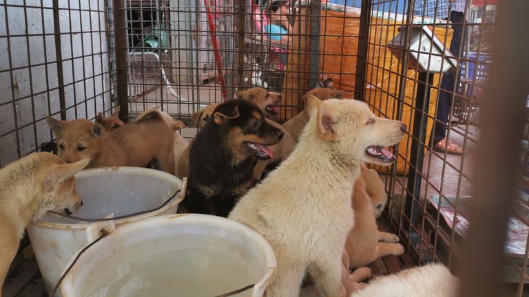 Dogs held in a cage at the market. Pic: Humane Society International