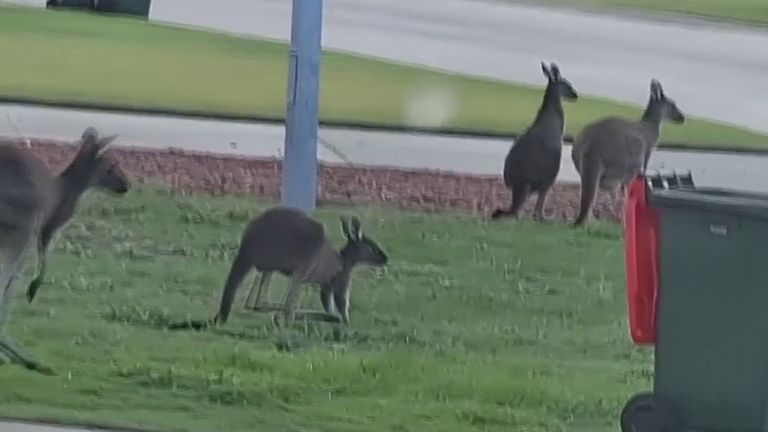Gang of kangaroos explores Australian neighbourhood