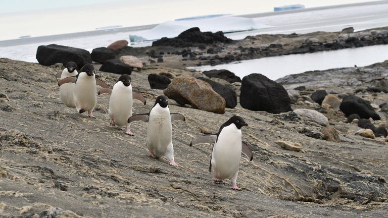 Adelie penguins - the most common species of penguin in Antarctica - are happier when there is less sea ice, researchers say