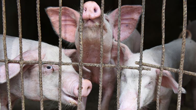 Pigs are seen at a family farm in Fuyang, Anhui province, China July 5, 2019. REUTERS/Stringer ATTENTION EDITORS - THIS IMAGE WAS PROVIDED BY A THIRD PARTY. CHINA OUT.