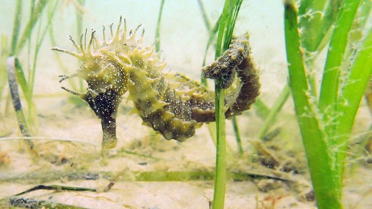 16 spiny seahorses were found during one dive at Studland Bay, Dorset. Pic: Paul Lott, The Seahorse Trust