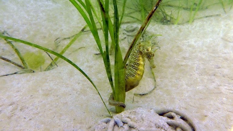 Pregnant males were discovered and a juvenile that had been born this year. Pic: The Seahorse Trust 