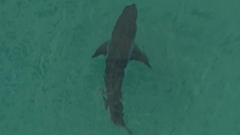 Shark attack in Australia