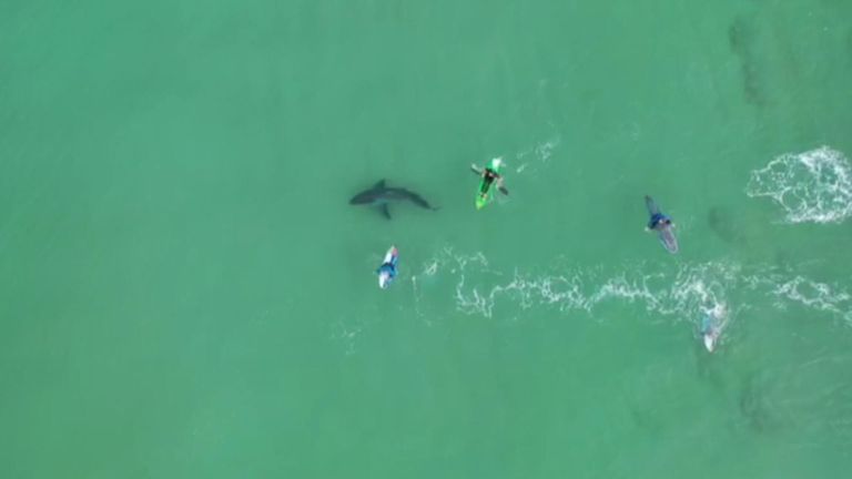 Shark circles unwary surfers