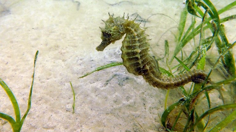 skynews-the-seahorse-trust_5004387.jpg?2