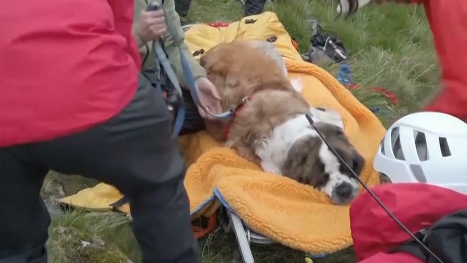 Moment rescue dog was rescued from Lake District peak | UK News | Sky News