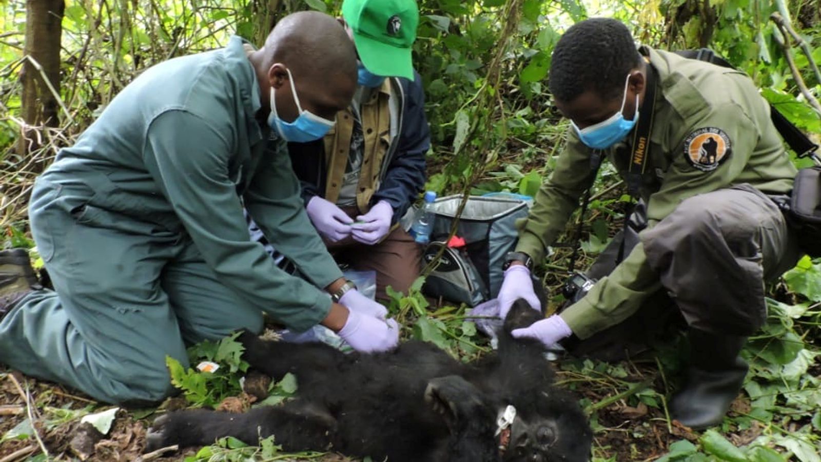 Young gorilla trapped in poacher's snare saved by park rangers in