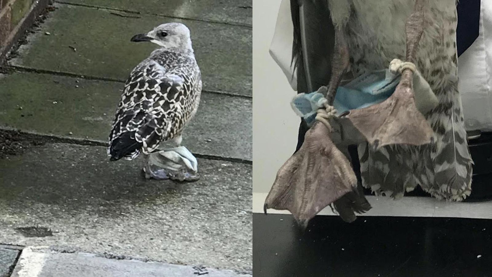 Coronavirus: Gull tangled in surgical face mask rescued | UK News | Sky ...