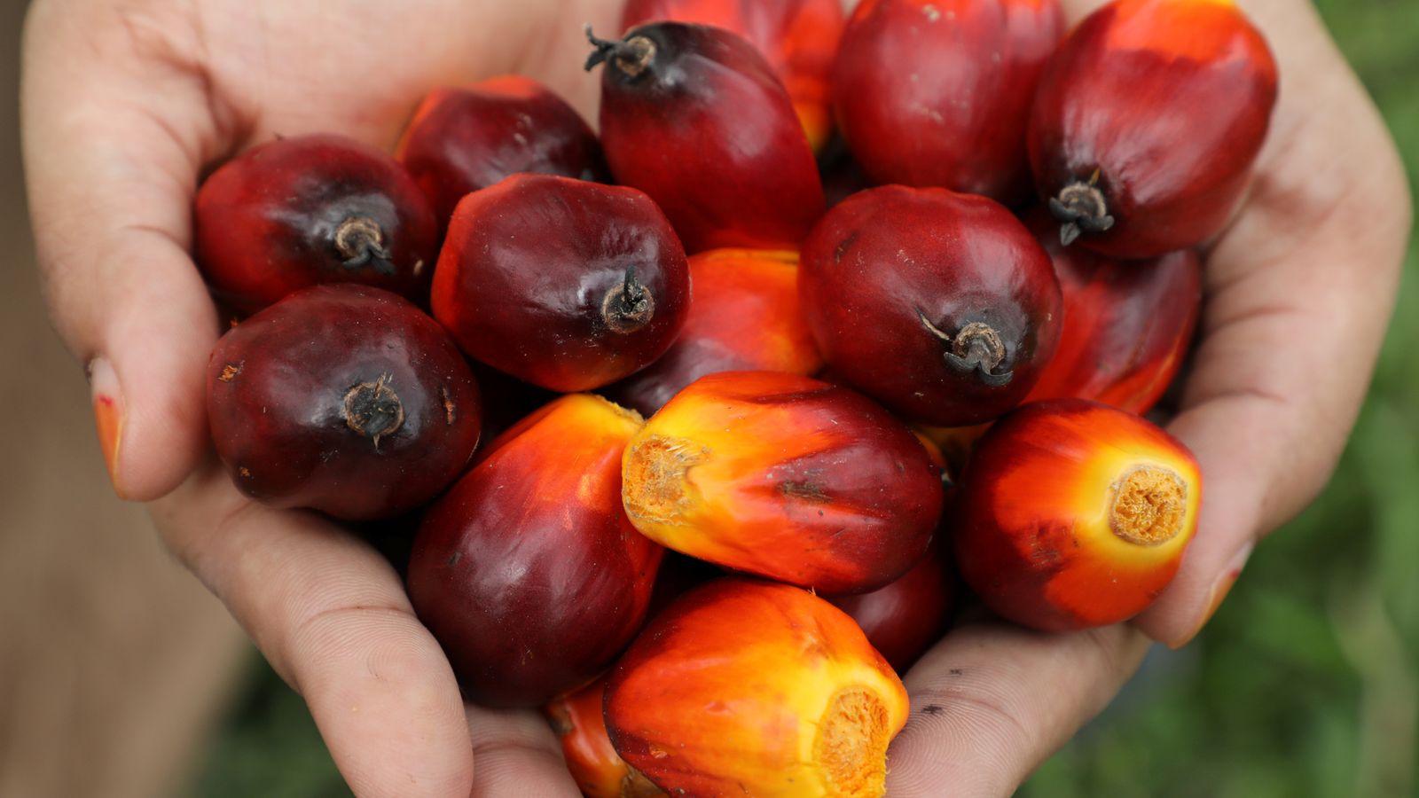 Palm Oil Is God S Gift Claims Malaysia As It Fights Criticism With New Slogan World News Sky News