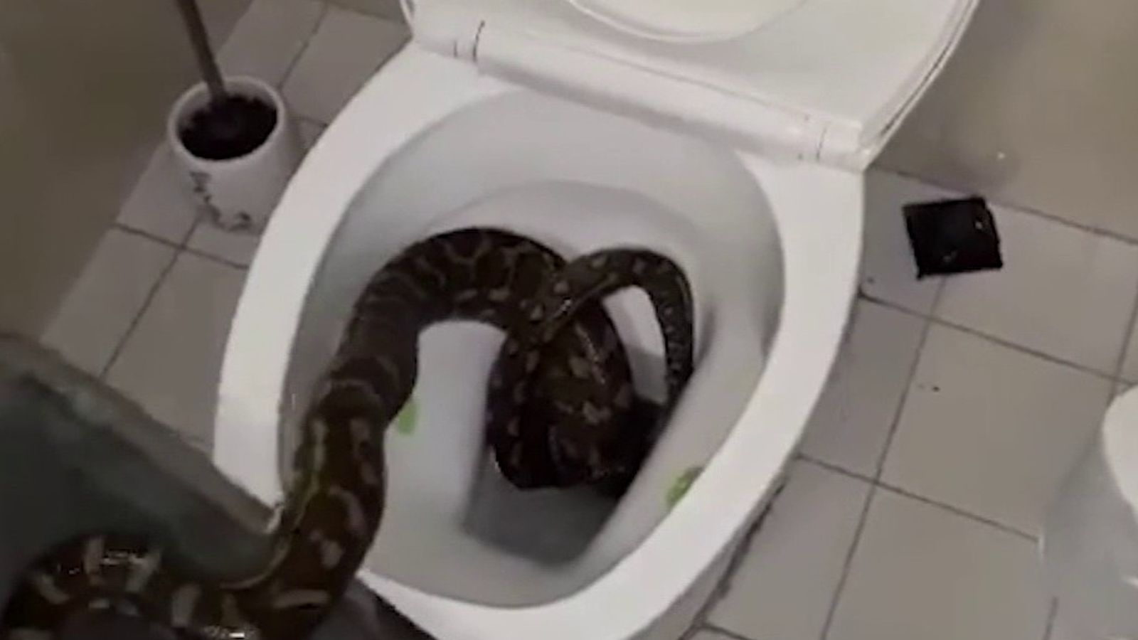 https://e3.365dm.com/20/07/1600x900/skynews-snake-python-toilet_5033622.jpg?20200708134434