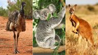 Emu, Koala, Kangaroo