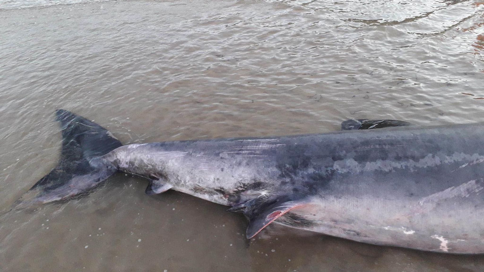 North Yorkshire: Basking shark stranded off Filey beach put down after ...