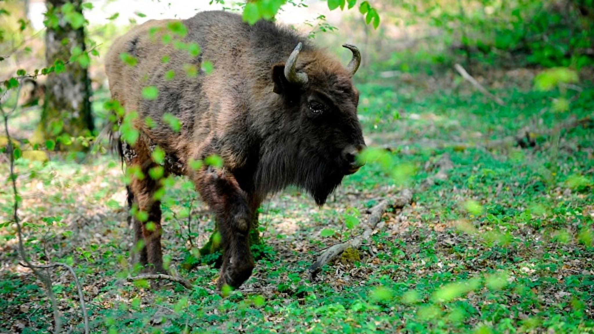 Bison to be introduced into UK woodland (and they'll have a job to do ...