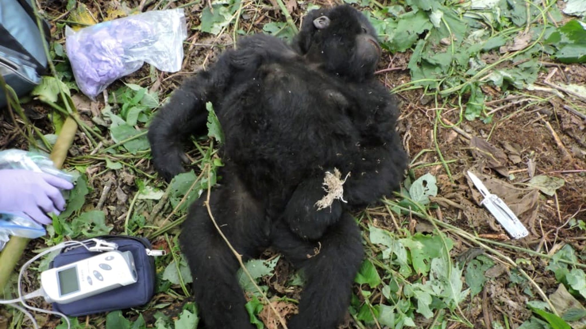 Young gorilla trapped in poacher's snare saved by park rangers in