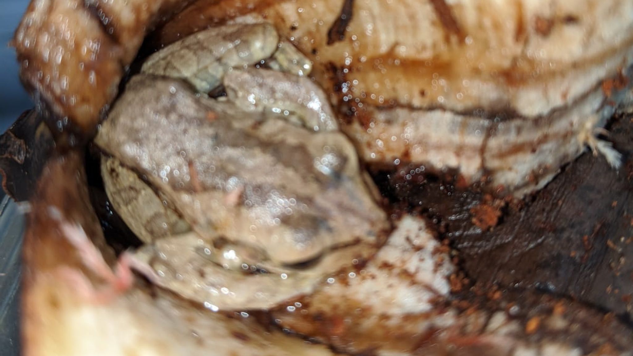 Exotic frog found in bunch of bananas in Wales after 'remarkable' 5,000