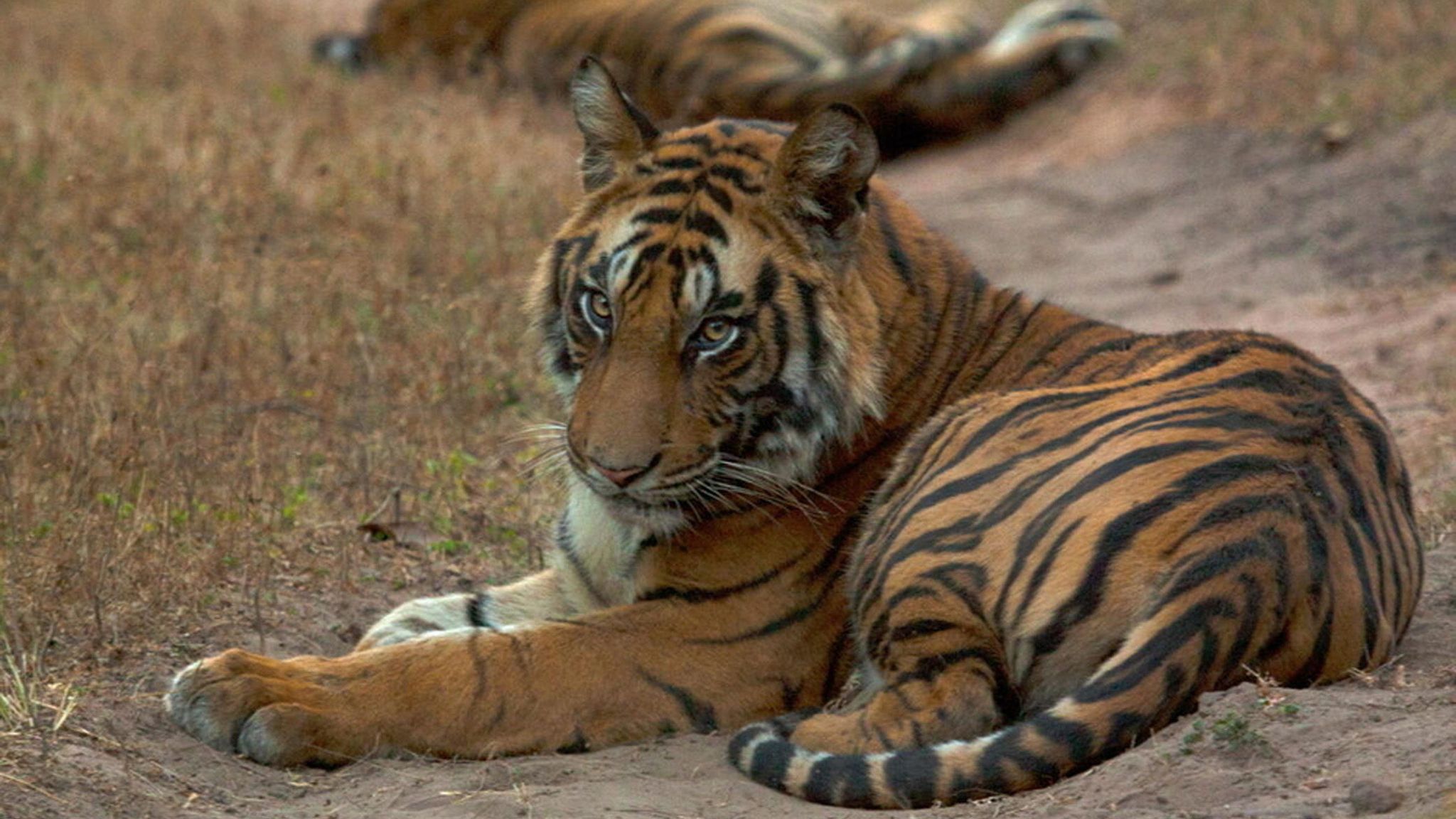 'Remarkable comeback' as number of wild tigers rises in five countries ...