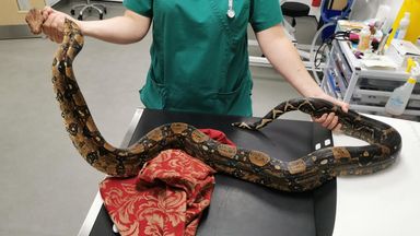 boa constrictor allotment rspca tailed