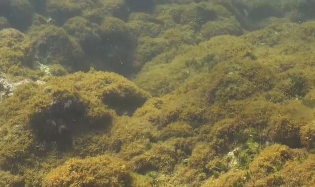 Newly-discovered seaweed species threatens protected coral reef in Hawaii