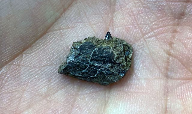 Scientists believe piece of jawbone may belong to new dinosaur species