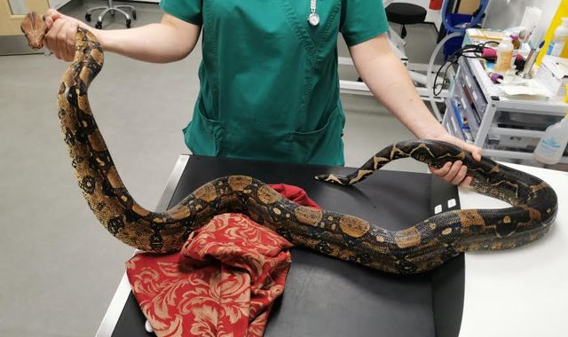 Escaped boa constrictor found at allotment in Wales