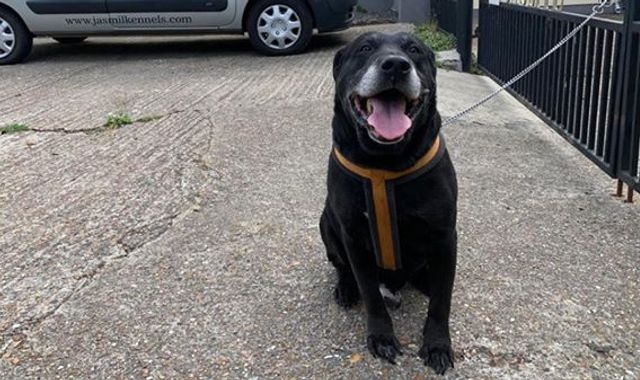 Elderly labrador abandoned in Kent with heartbreaking note