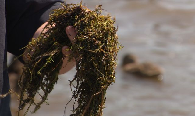 'It's taken over': Killer pigmyweed from New Zealand putting Britain's lakes at risk