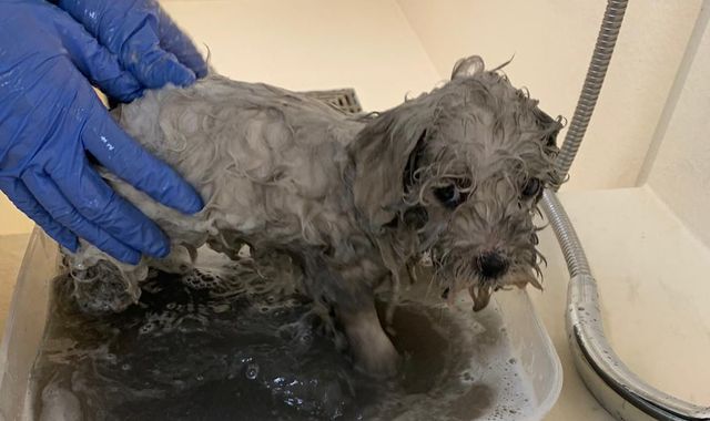 Warning over 'dogfishing' after puppies covered in oil rescued from back of van