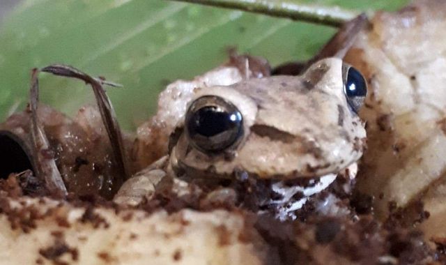 Exotic frog found in bunch of bananas in Wales after 'remarkable' 5,000-mile trip