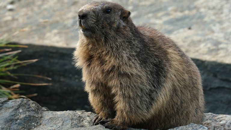HEILIGENBLUT AM GROSSGLOCKNER, AUSTRIA - AUGUST 14: A marmot sits on a rock on a mountainside above the retreating Pasterze glacier on August 14, 2019 near Heiligenblut am Grossglockner, Austria. The Pasterze, Austria's largest glacier, has lost over half its volume since 1850 and its tongue, shrinking in both width and depth, has retreated at least 2.6 kilometers. The glacier's retreat is leaving behind exposed land that is giving local flora and fauna new areas to thrive. While the retreat of glaciers across Europe is part of a natural process that began with the end of the Little Ice Age in the mid-19th century, the acceleration of the melting since the 1960s is a phenomenon many scientists attribute to human activity that is further warming Earth's climate. (Photo by Sean Gallup/Getty Images)