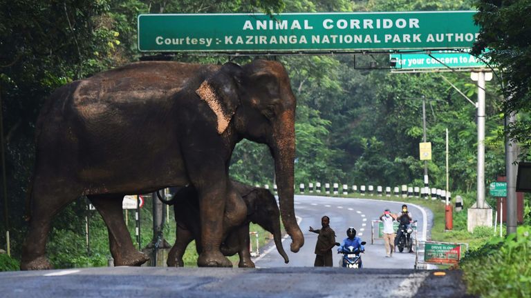 A wild elephant and a calf cross a road at the flood affected Kaziranga National Park