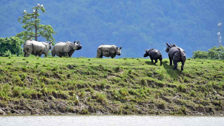 One-horned rhinos move to higher ground in a flood-affected area of Kaziranga National Park in Assam