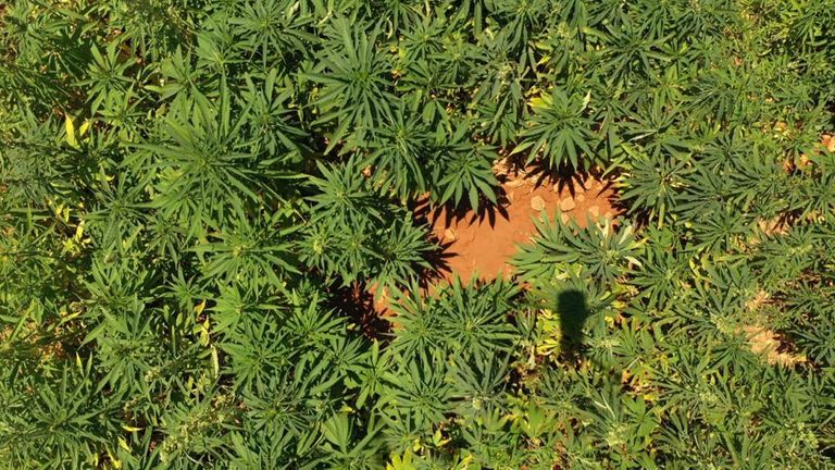 The Beqaa Valley climate is perfect for growing marijuana 