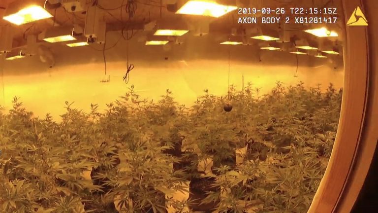  Three men have been jailed for the production of cannabis at two locations in Kent