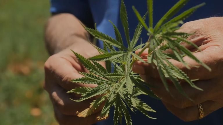 Lebanon&#39;s Bekka Valley is home to the country&#39;s &#39;green gold&#39;. Could marijuana be the answer to the country&#39;s problems?