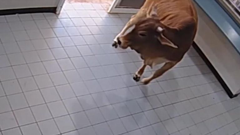 A cow walks into a police station in New Zealand 