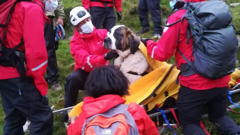 Rescuers used a few treats to get Daisy on the stretcher.
Pic: Wasdale Mountain Rescue Team