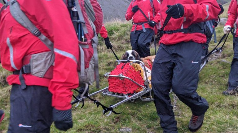 Daisy is the first St Bernard the team has rescued. Pic: Wasdale Mountain Rescue Team