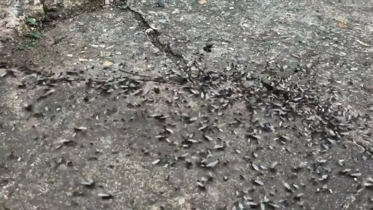 Clusters of flying ants were spotted as a swarm was picked up on satellite radar flying over southeastern England,