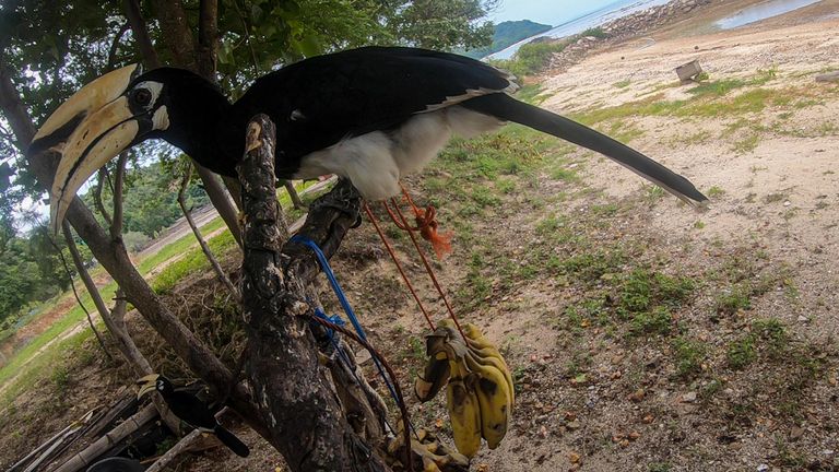 Since Thailand locked down, wildlife has been seen returning. Hornbills